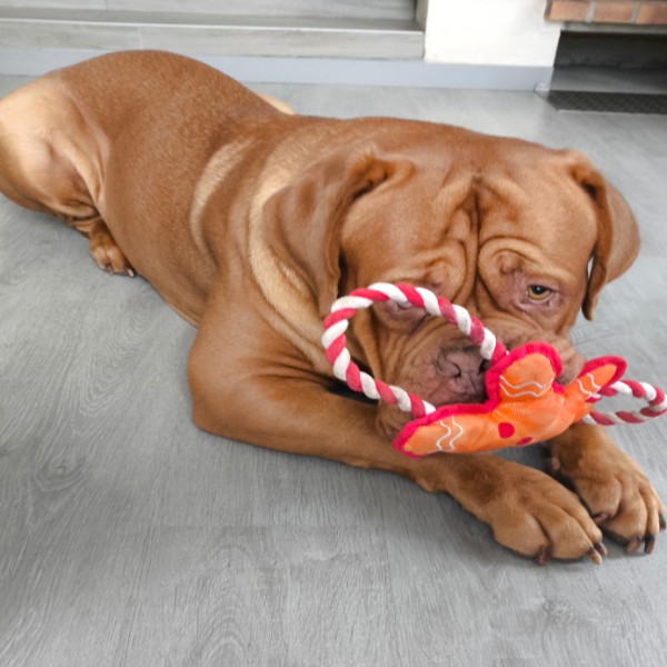 Photo de Twix
