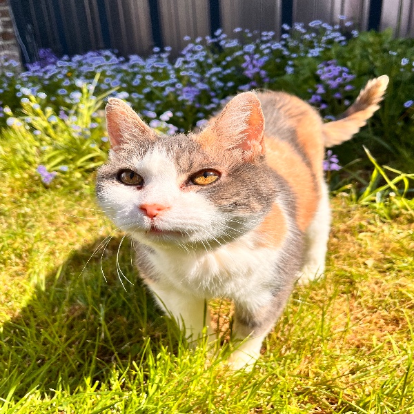 lili