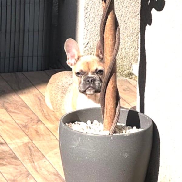 Photo de Atticus