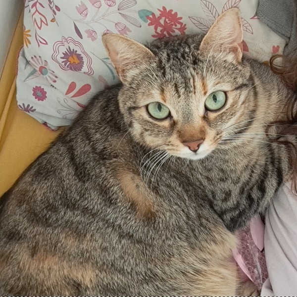 Photo de Psili