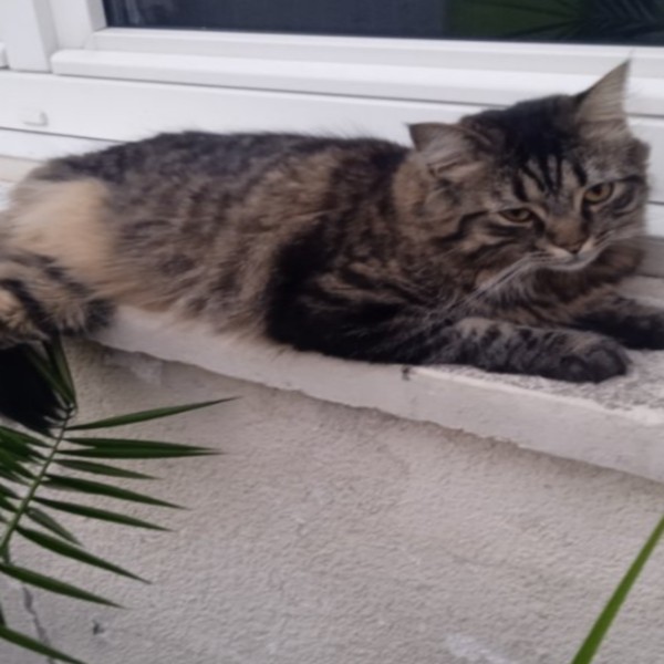 Photo de Filou