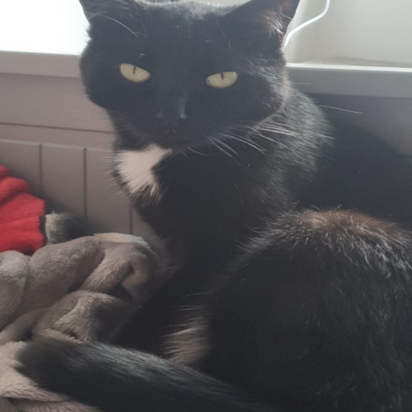 Kitty