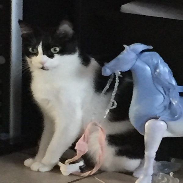 Photo de Gribouille