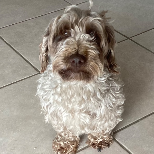 Photo de Cookie
