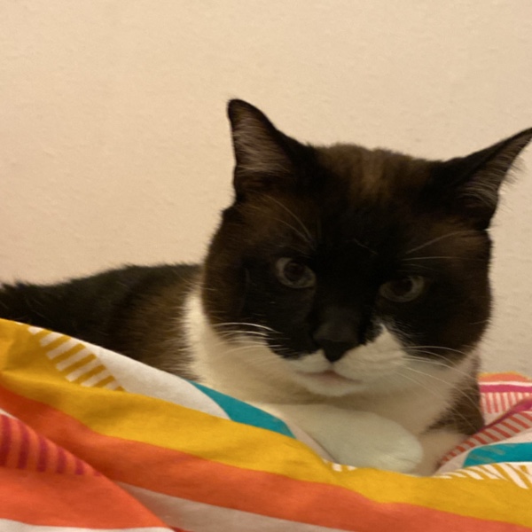 Photo de Minou