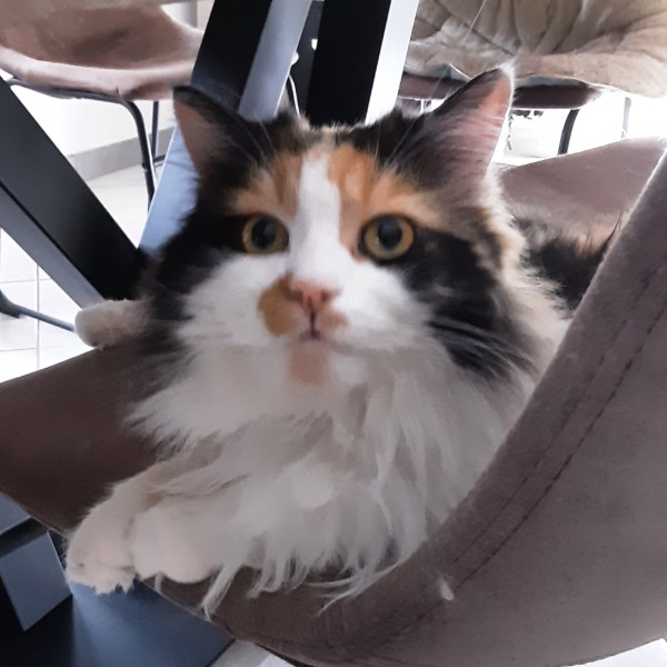 Cléo