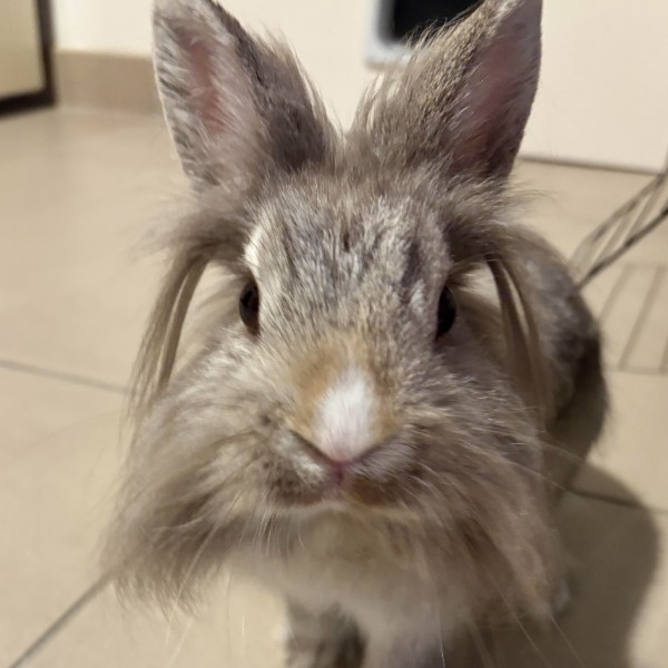 Photo de Berlioz