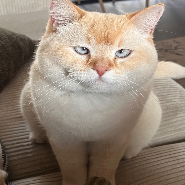 Tibidou
