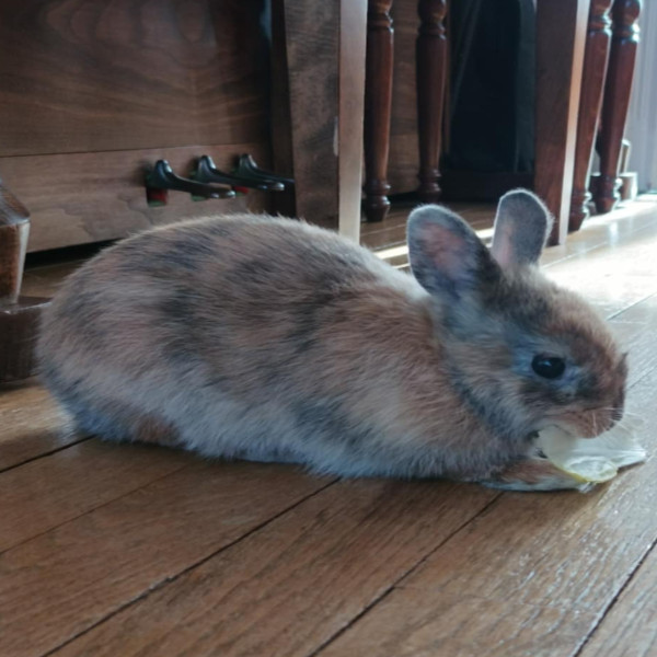 Photo de Biscotte