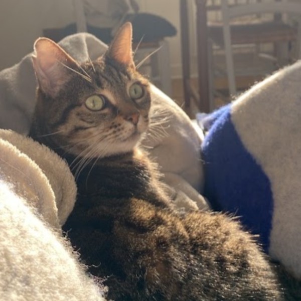 Photo de Willow