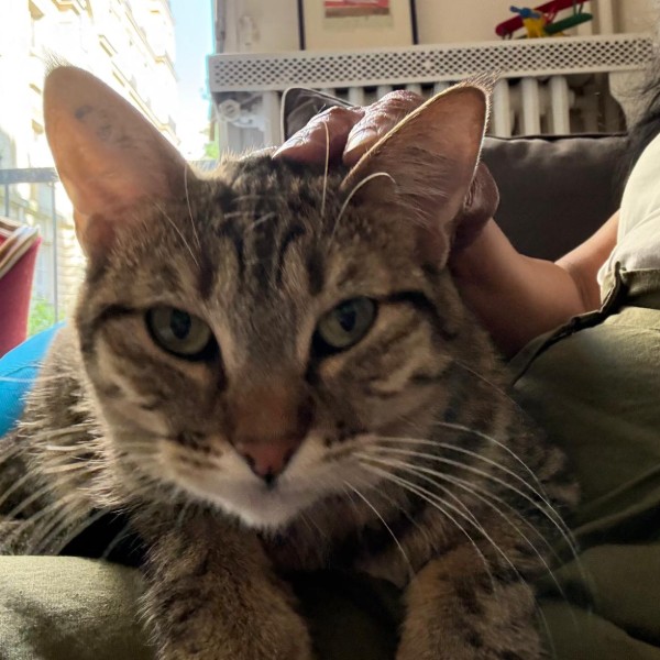 Photo de Tofu