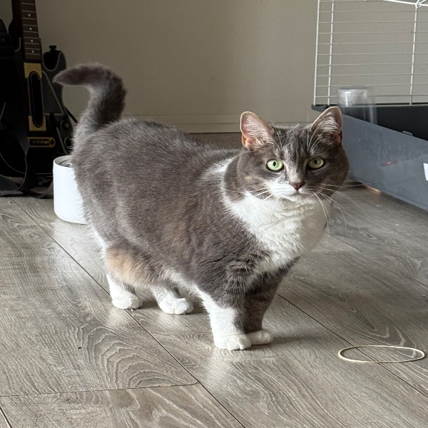 Minou