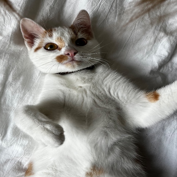 Zazou