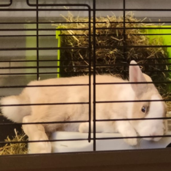 Photo de Chantilly