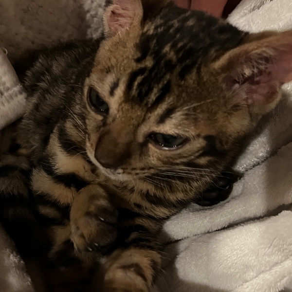 Photo de Wisky