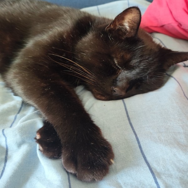 Photo de Bagheera