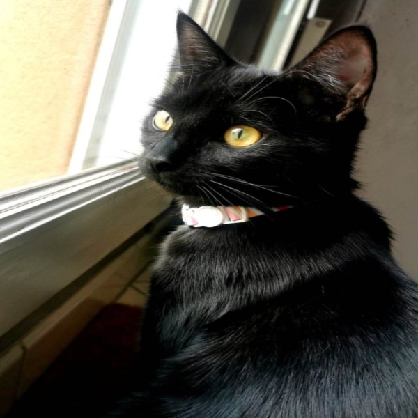Photo de Onyx