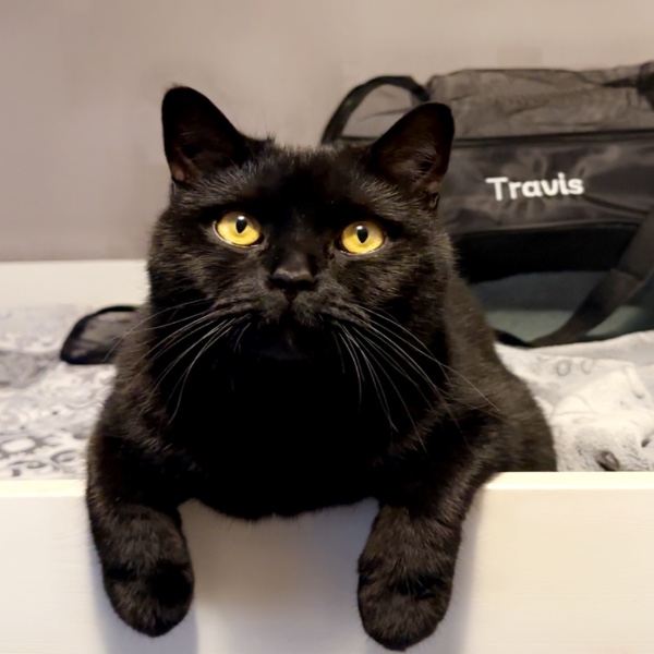 Travis