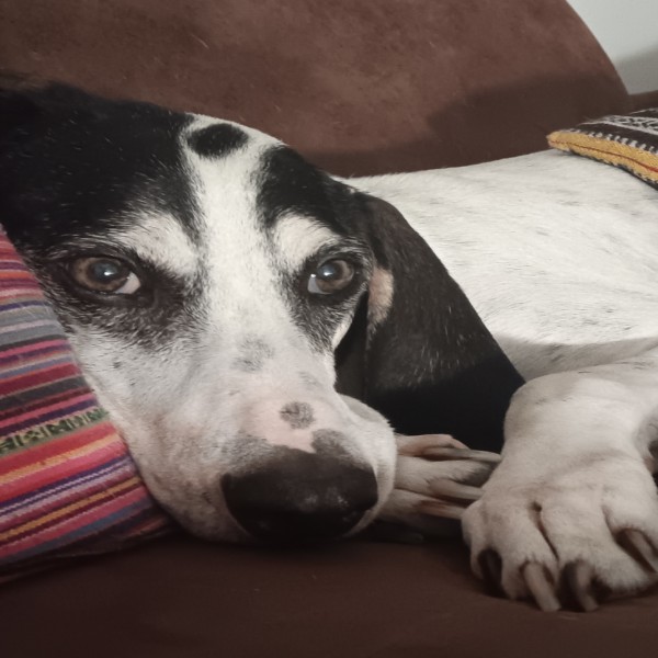 Photo de Cannelle