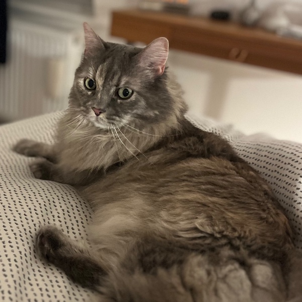 Photo de Moa