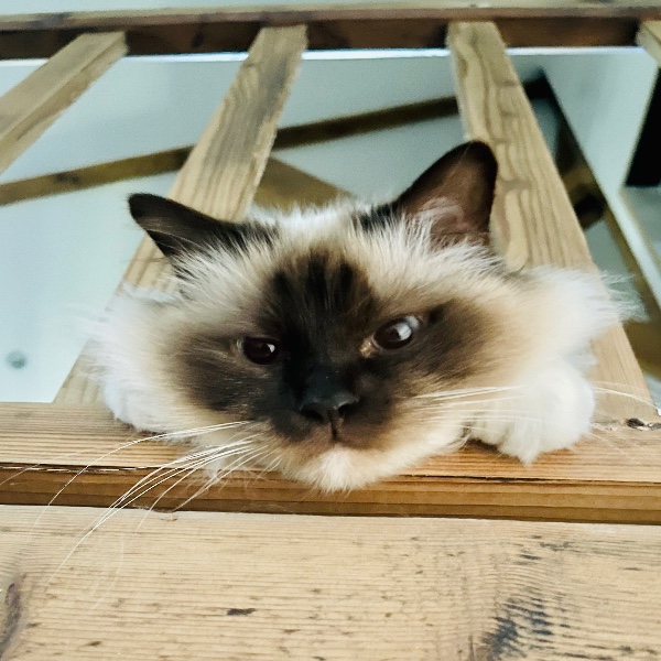 Photo de Nougat