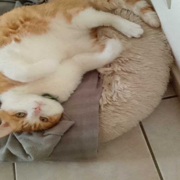 Caramel