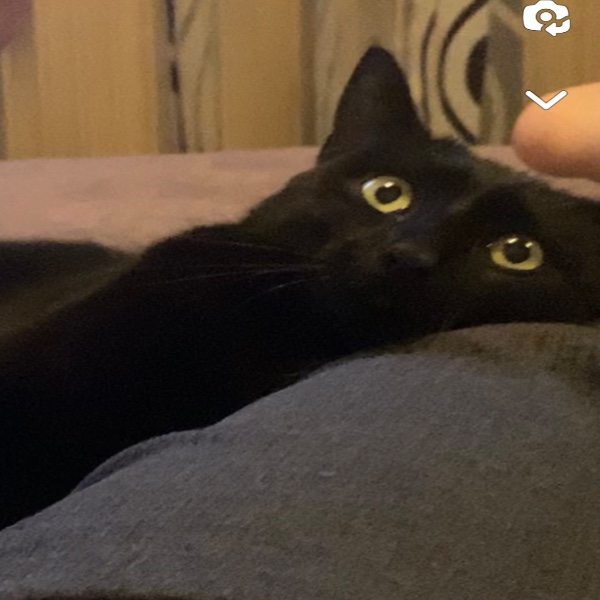 bagheera
