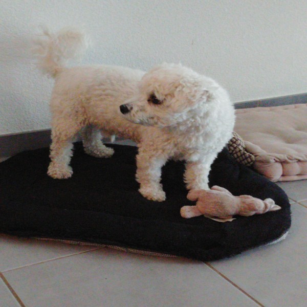 Snoopy