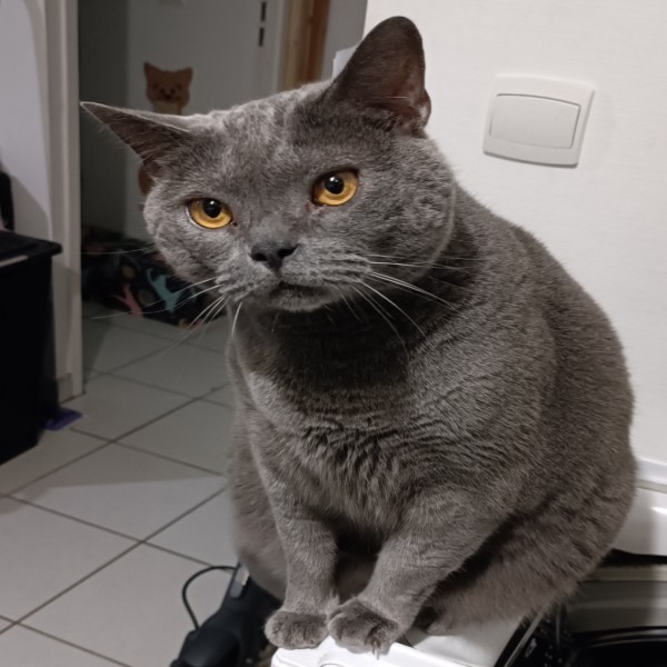 Photo de Nero