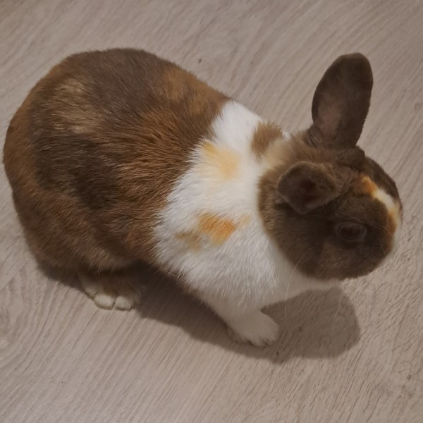 Sookie