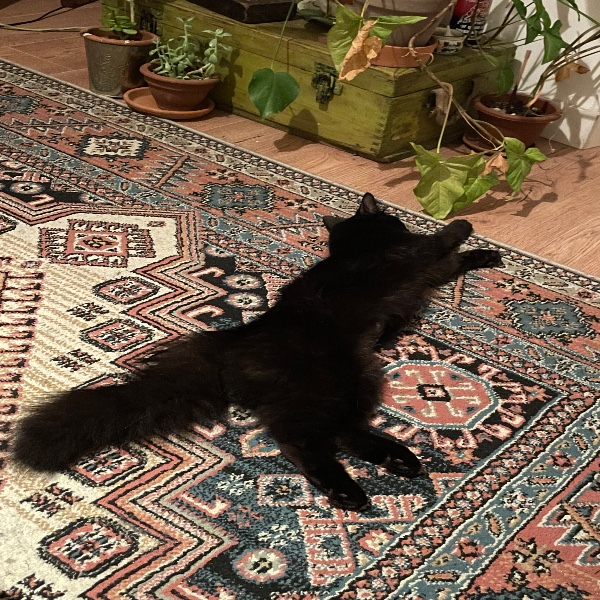 Photo de Kuki