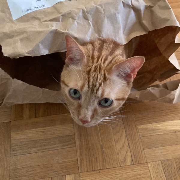 Photo de Roméo