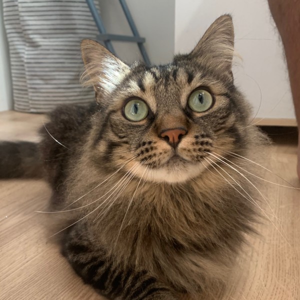 Tsuki