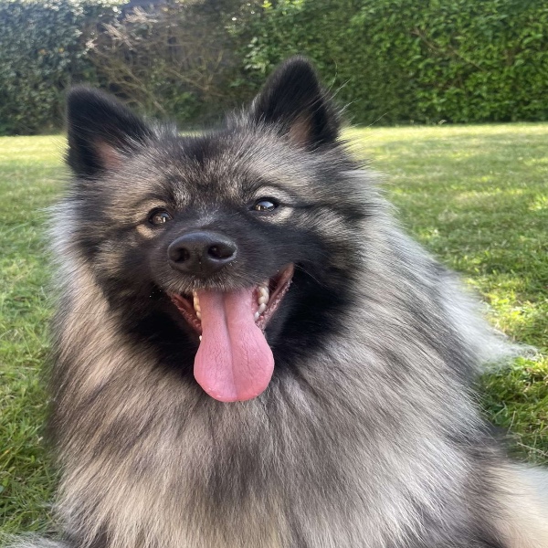 Stella