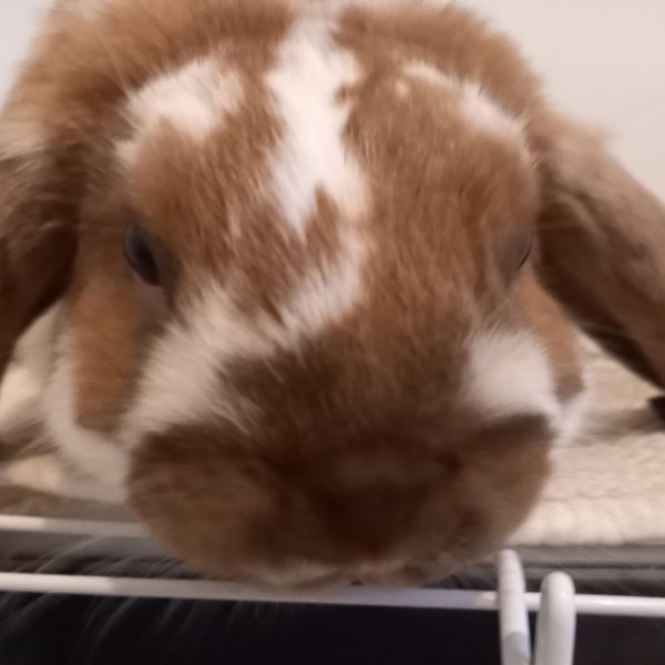 Caramel