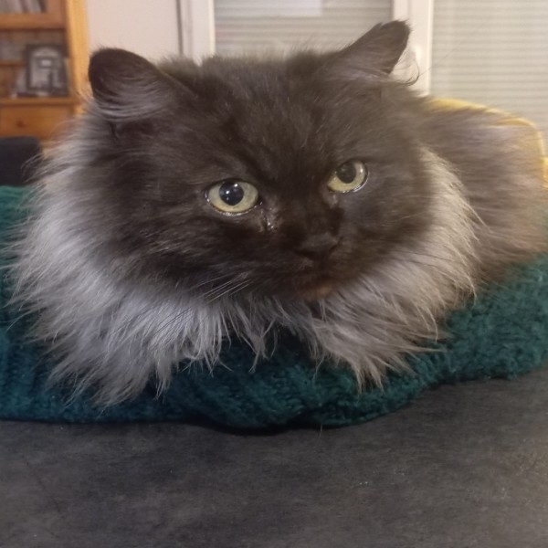 Photo de Nala