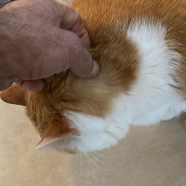 Minou