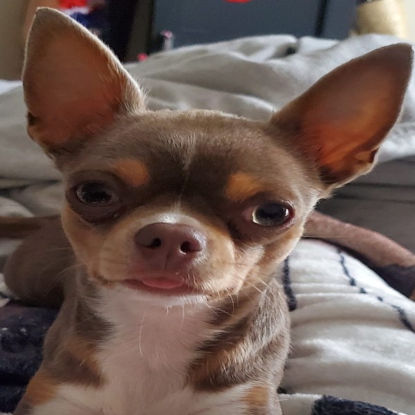Hopéa