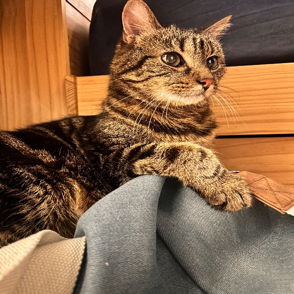 Chat-chat