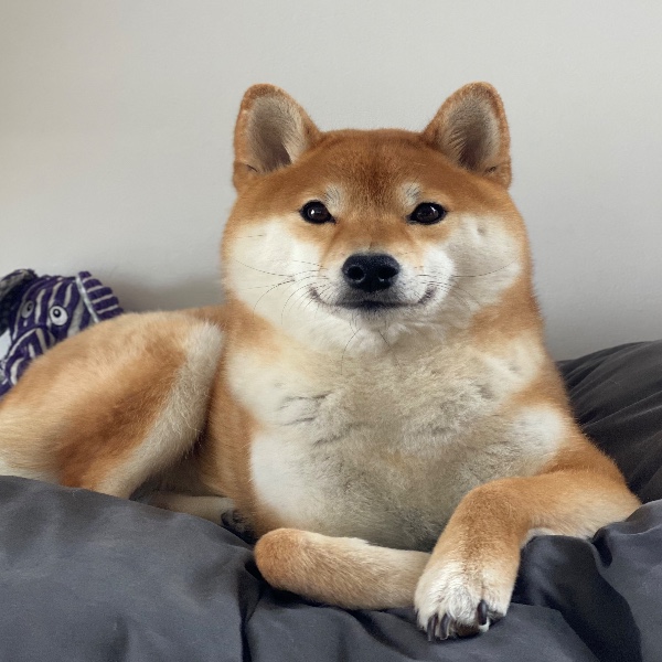 Photo de Tika