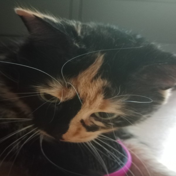 Mimi