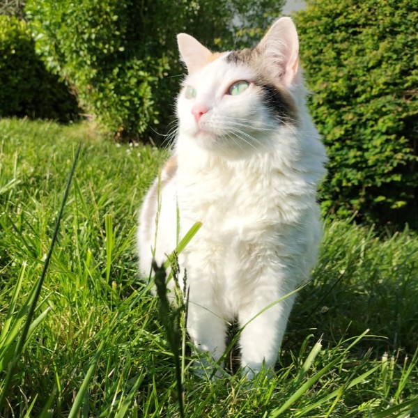 Photo de Ondine