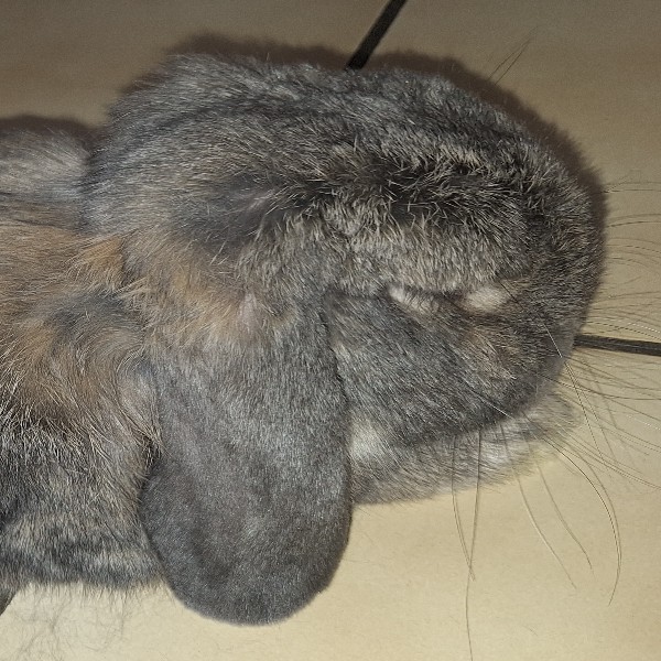 Photo de Pompon