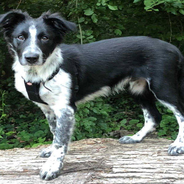 Photo de Milou