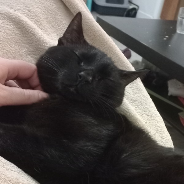 Photo de Mochi