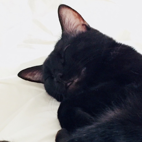 Photo de Zola (Pinou)