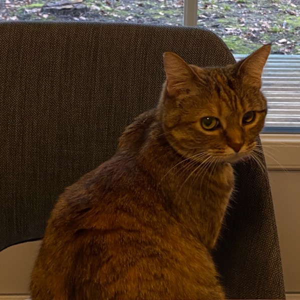 Photo de Pepita