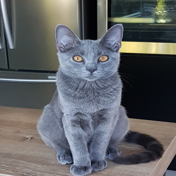 Photo de Ramses