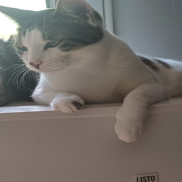Nala