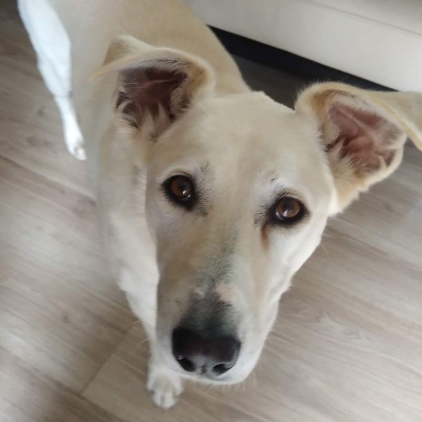 LAYA